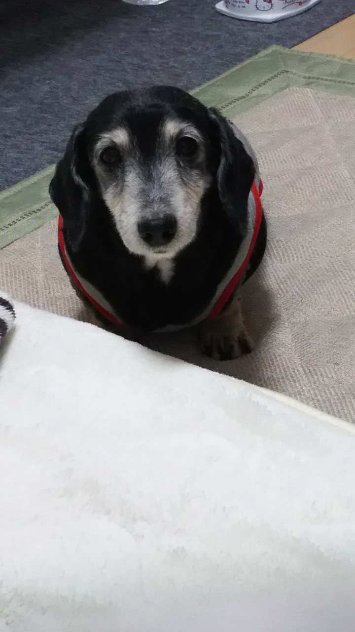 うちの愛犬のルッキー