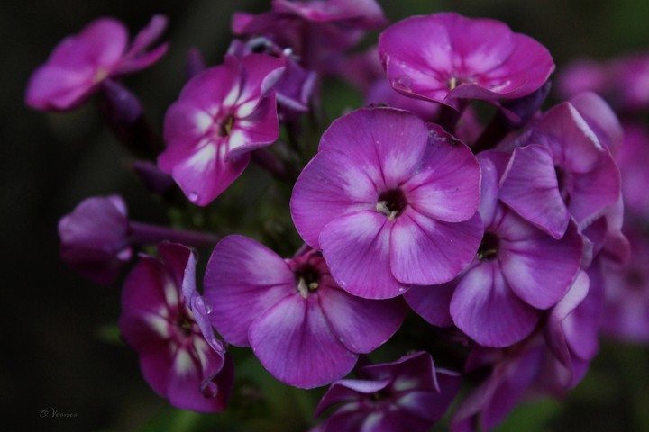 O.V. ❇️❤️❇️ my flowers