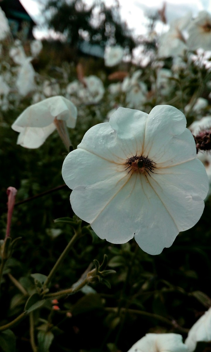 White flower