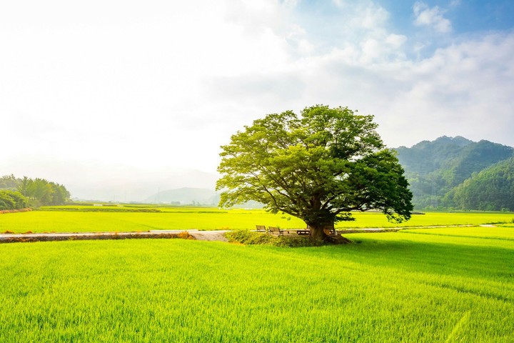 Tree, Arbre