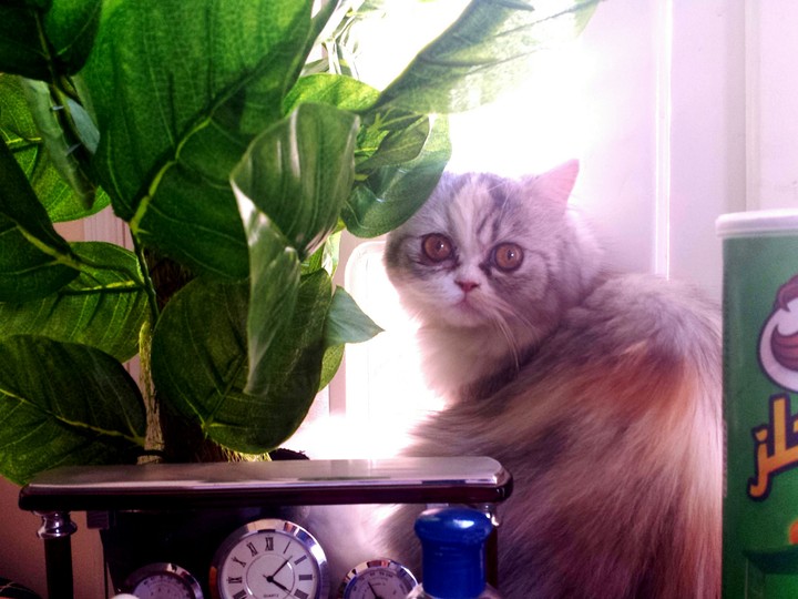 kitty