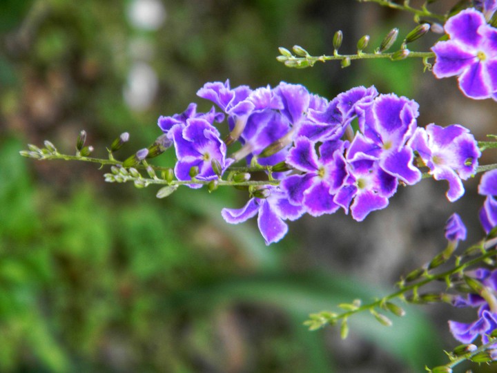 Flores