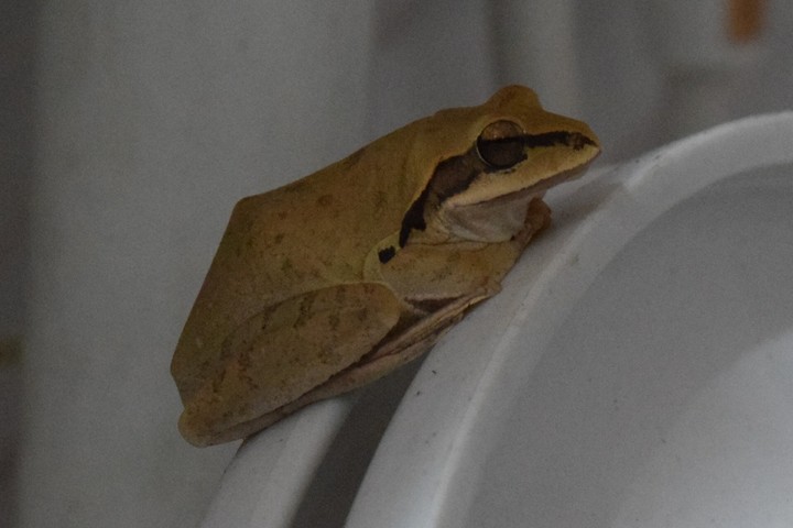 frog