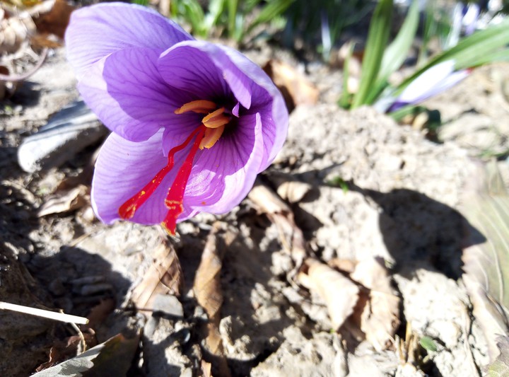 soffron flower