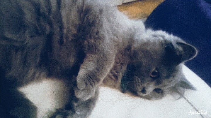 Tomi
