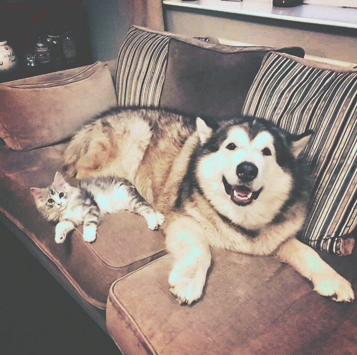 huskytty