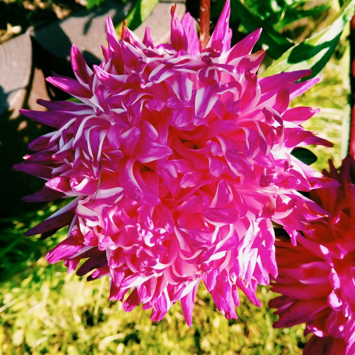 pink