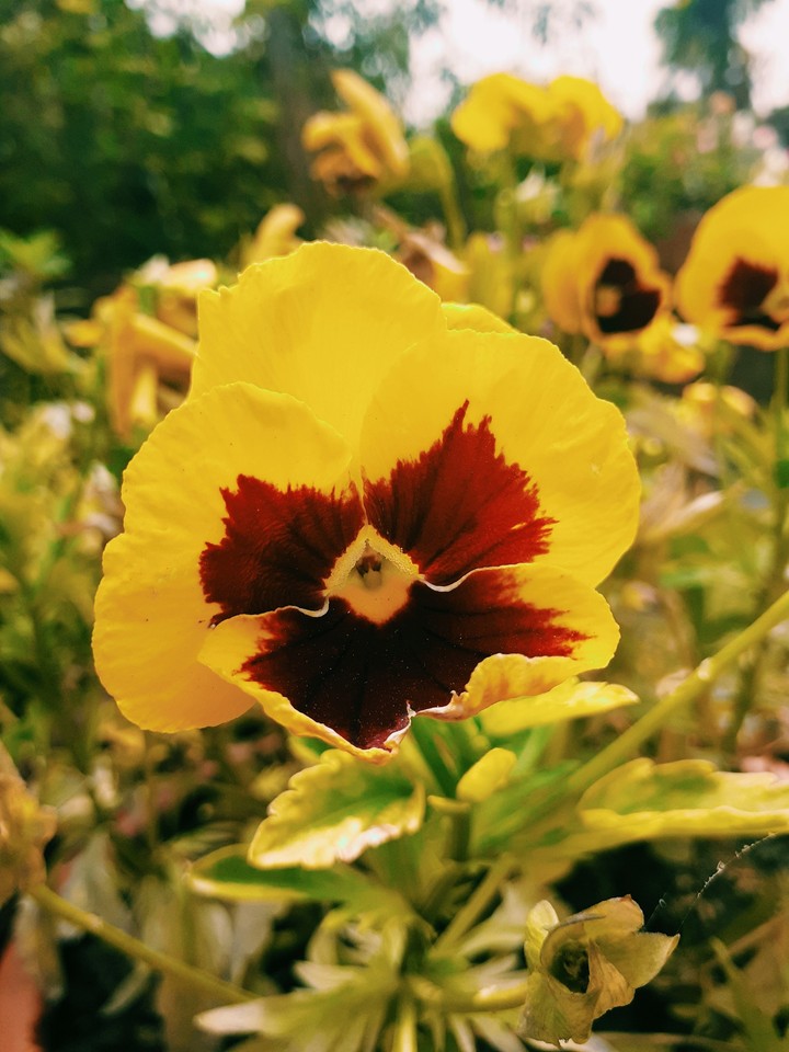 Flower