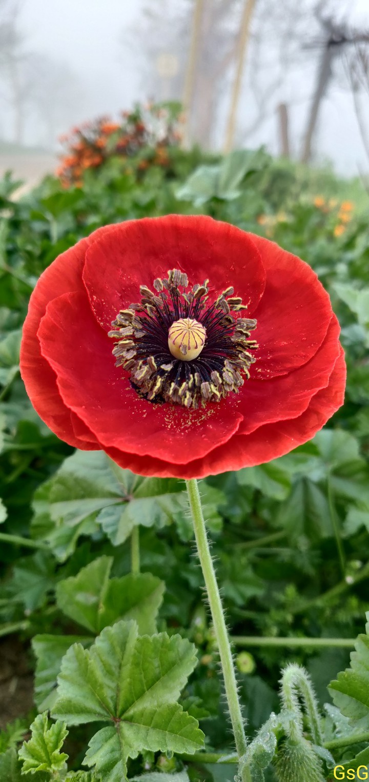 Papaver rhoeas or common poopy flower