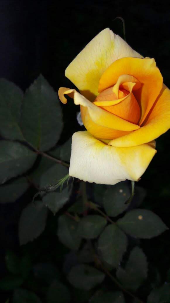 midnight rose