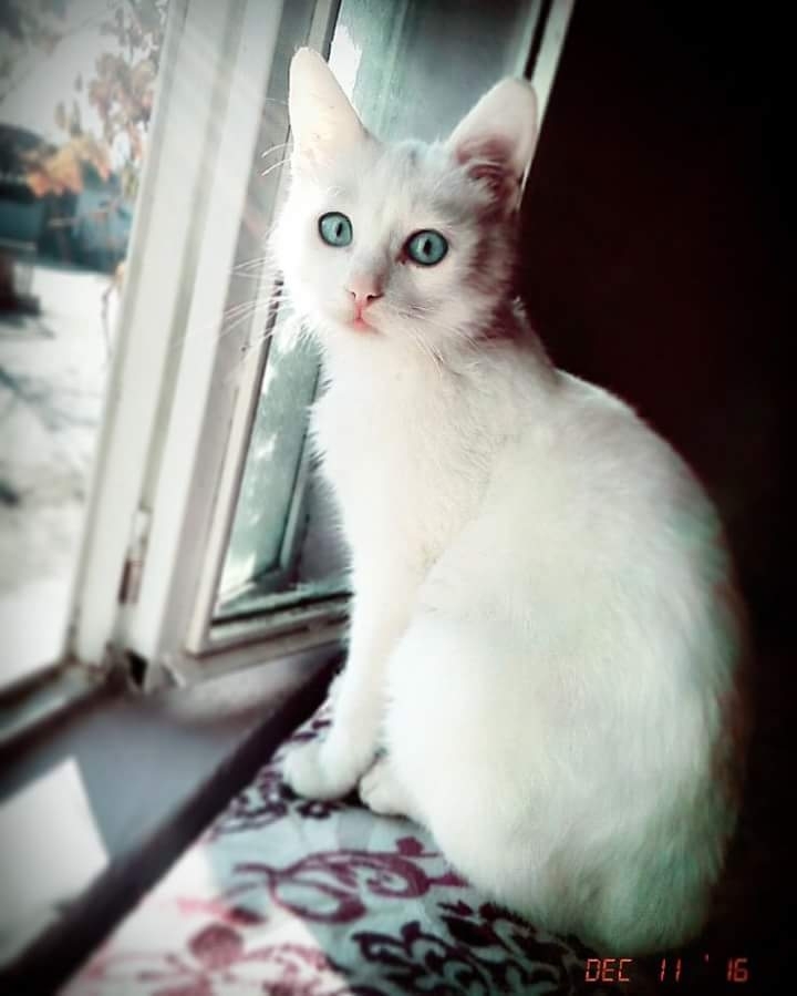 blue eyes cat