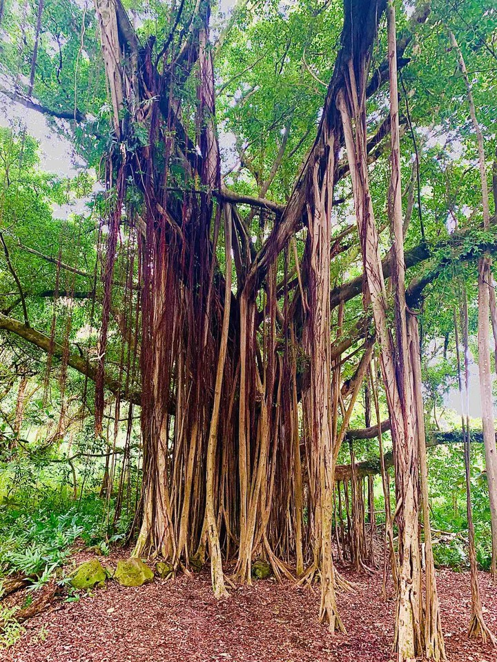 Banyan tree