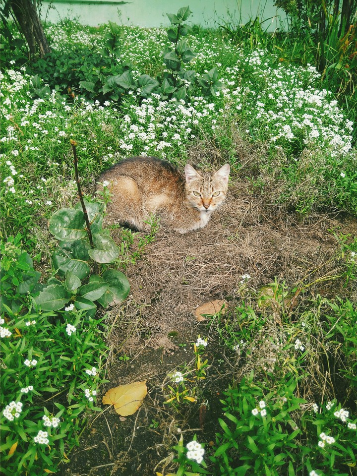 cat 