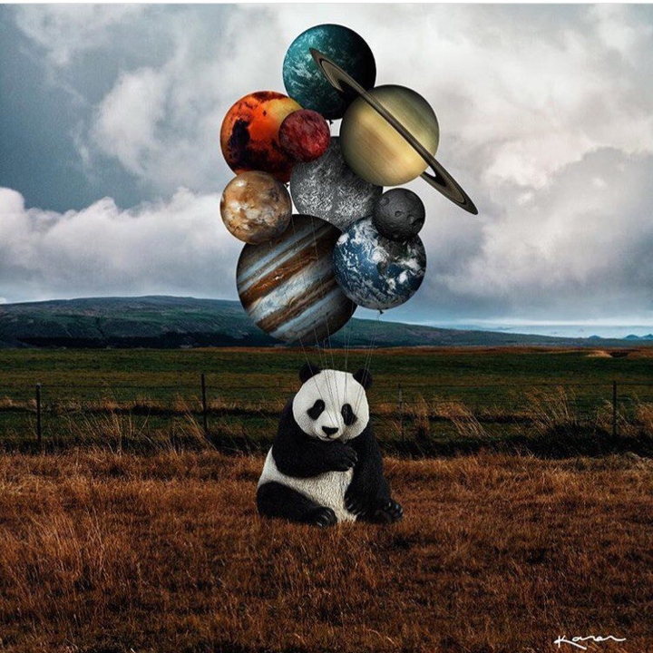 panda