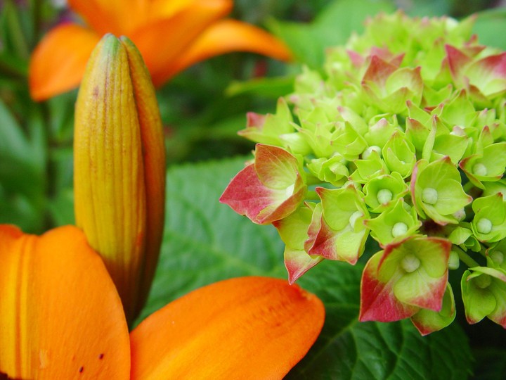 Flower