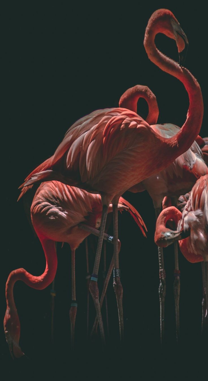 flamingo