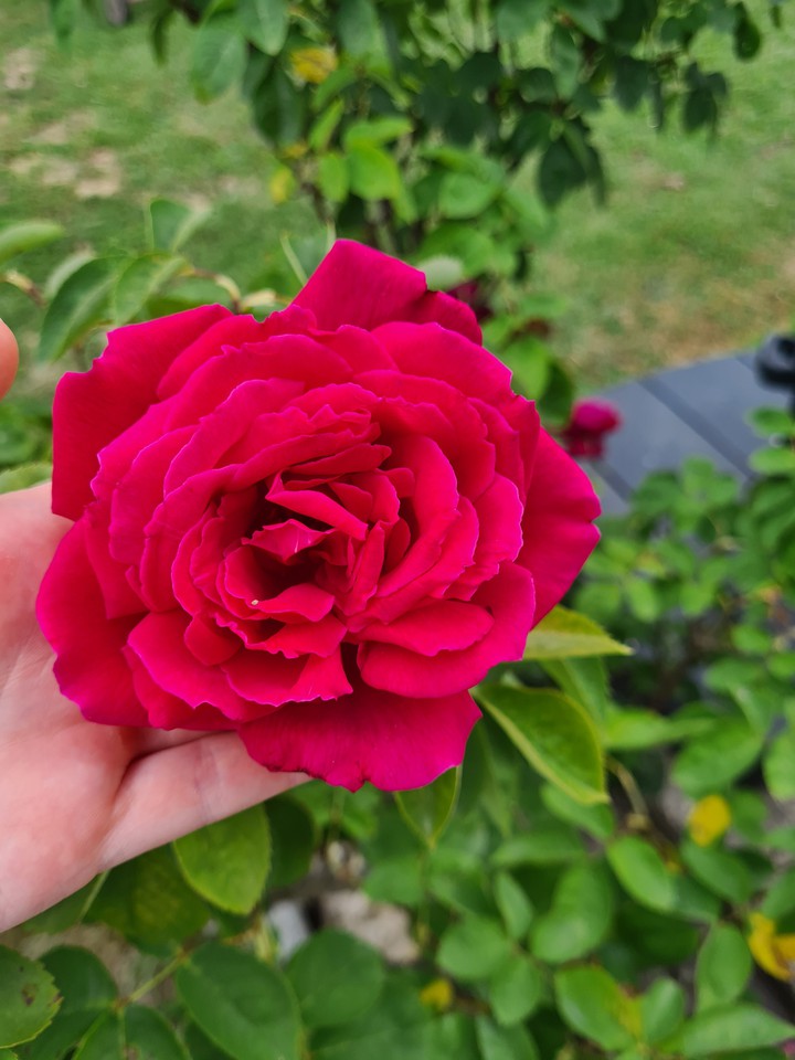 Rose