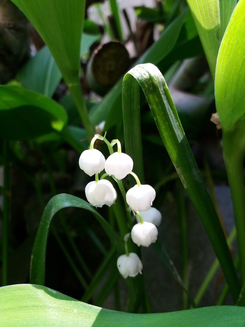 lily of the valley