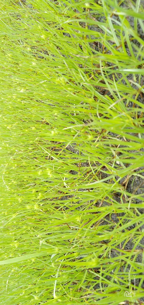 grass
