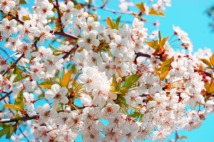 cherry