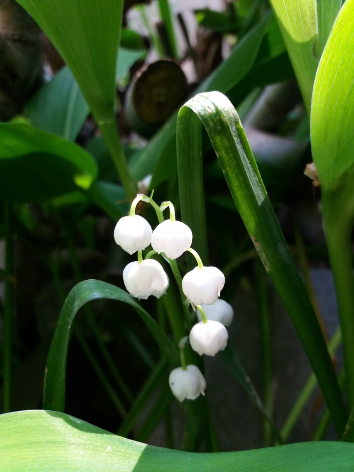 lily of the valley