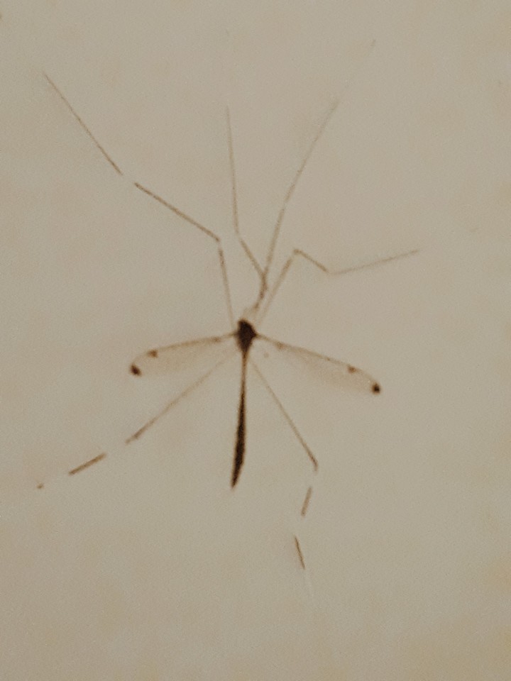 raw spyder