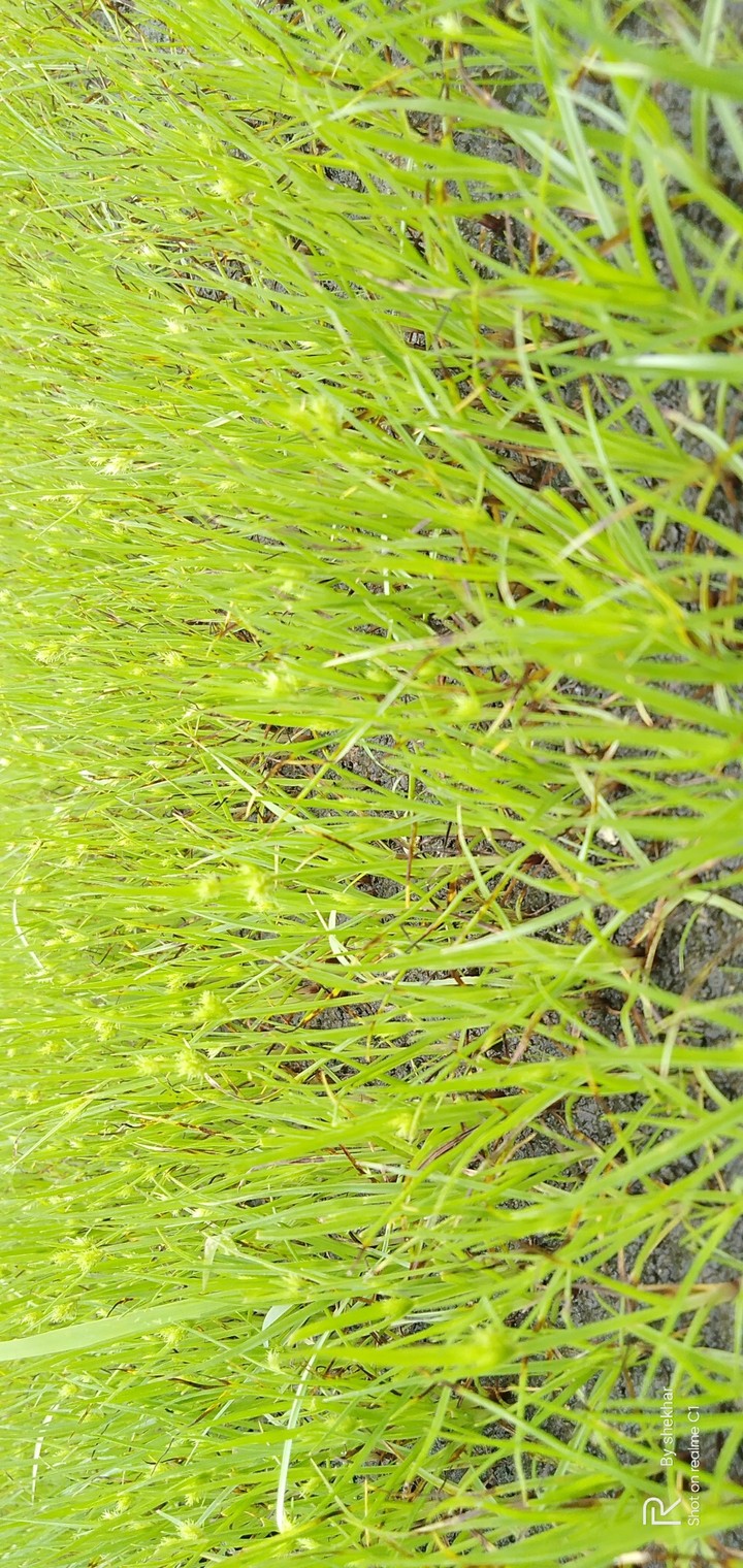 grass