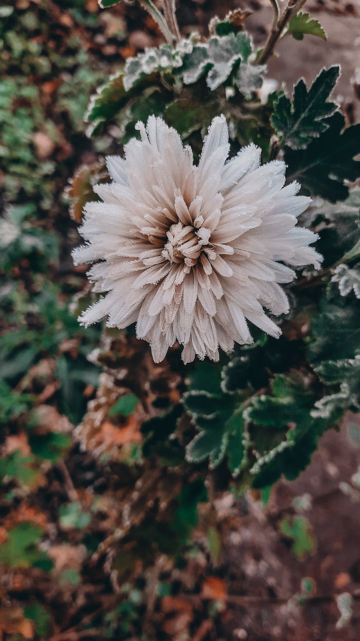 Flower...
