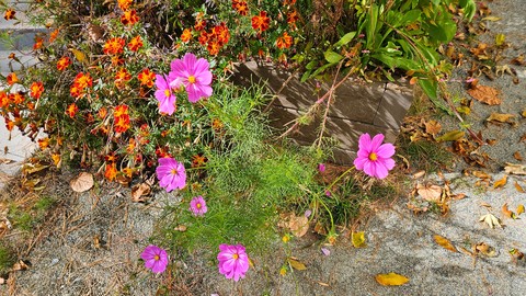 Wind and Rain Swept Fall Garden!