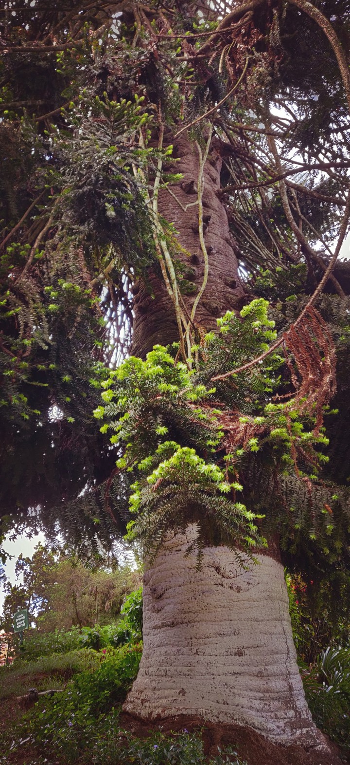 Elephant foot Tree