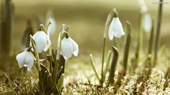 spring