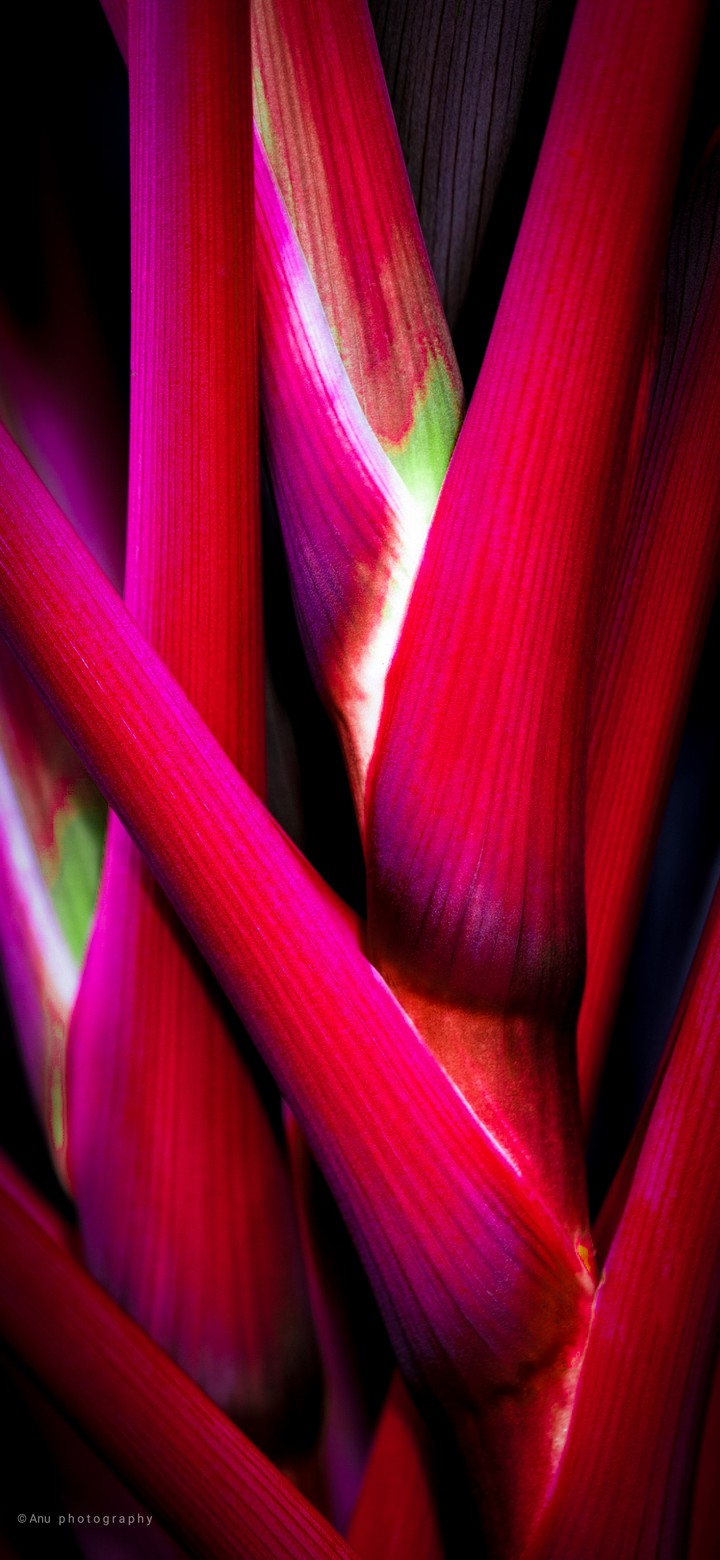 plants