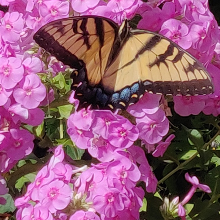 moth phlox