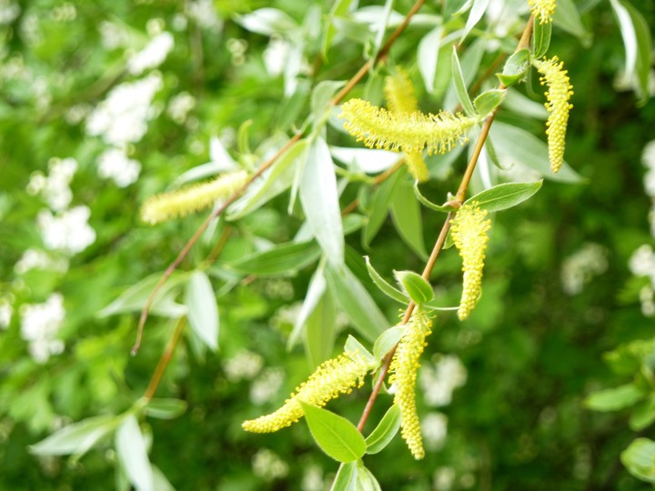Willow catkin