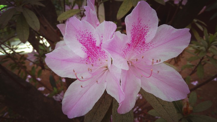 Garden of Dreams