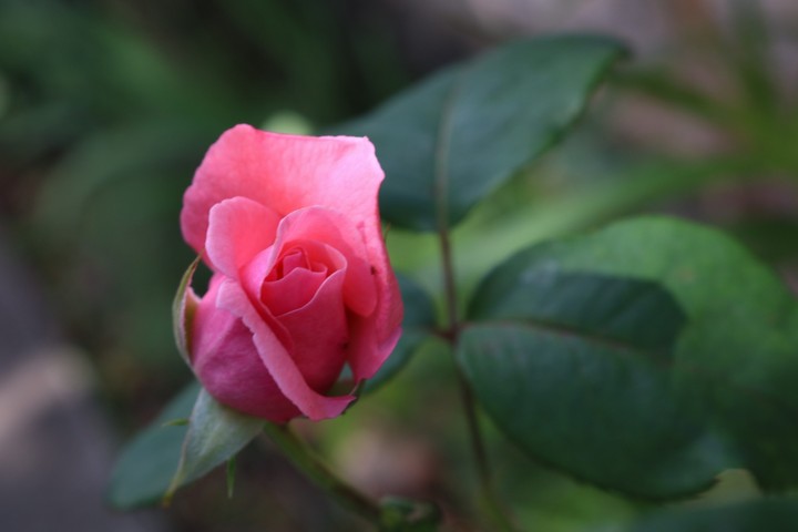 Rosa