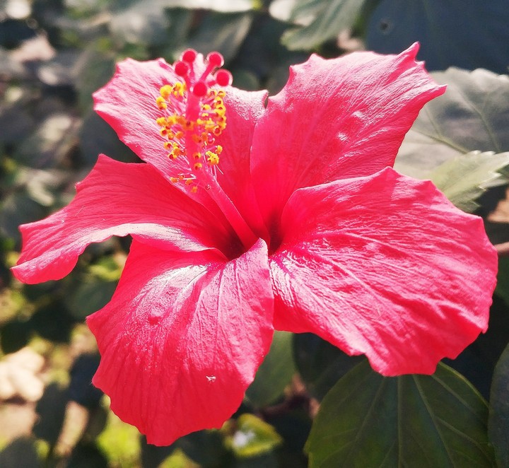 Hibiskus