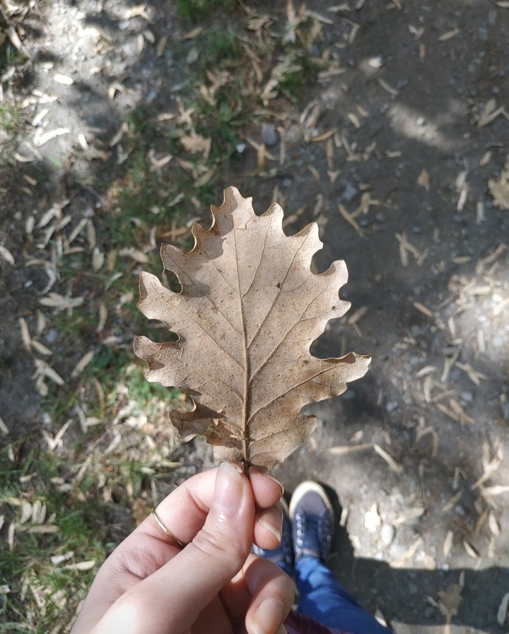 autumn