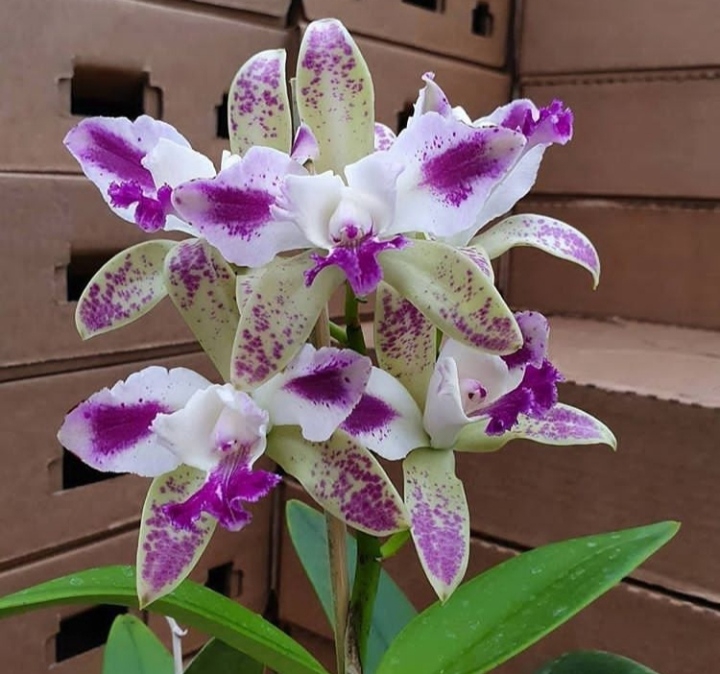 orchid
