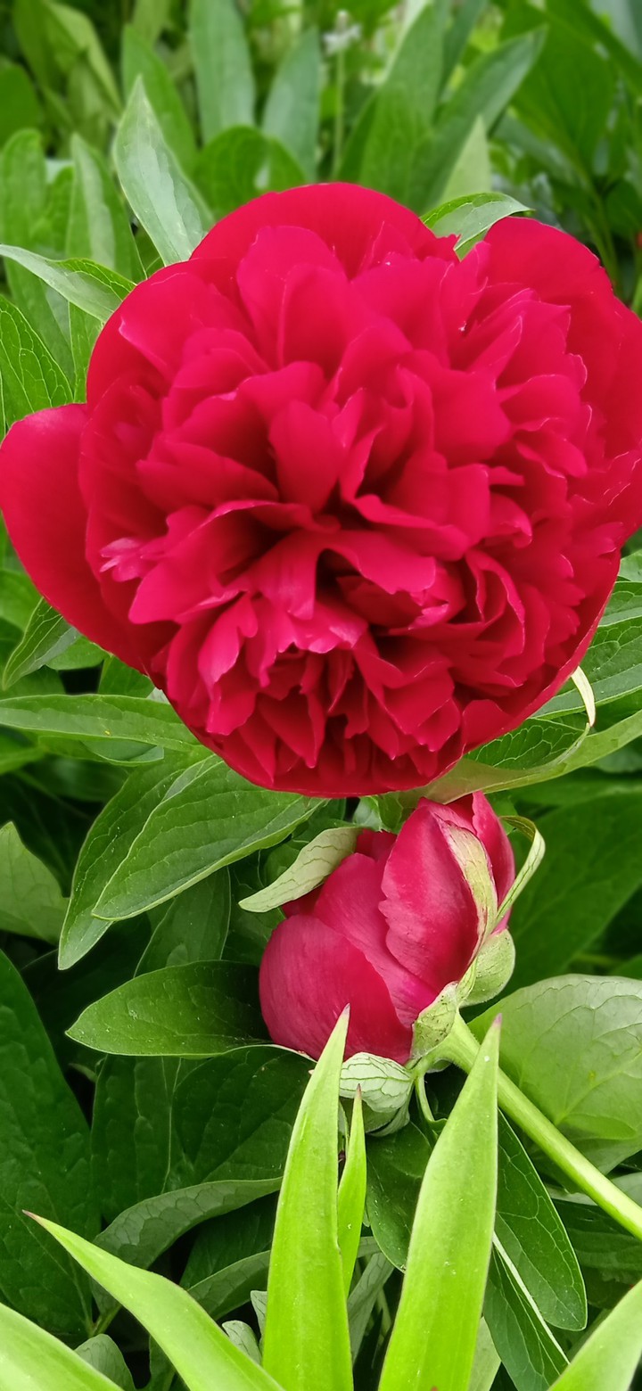 pion