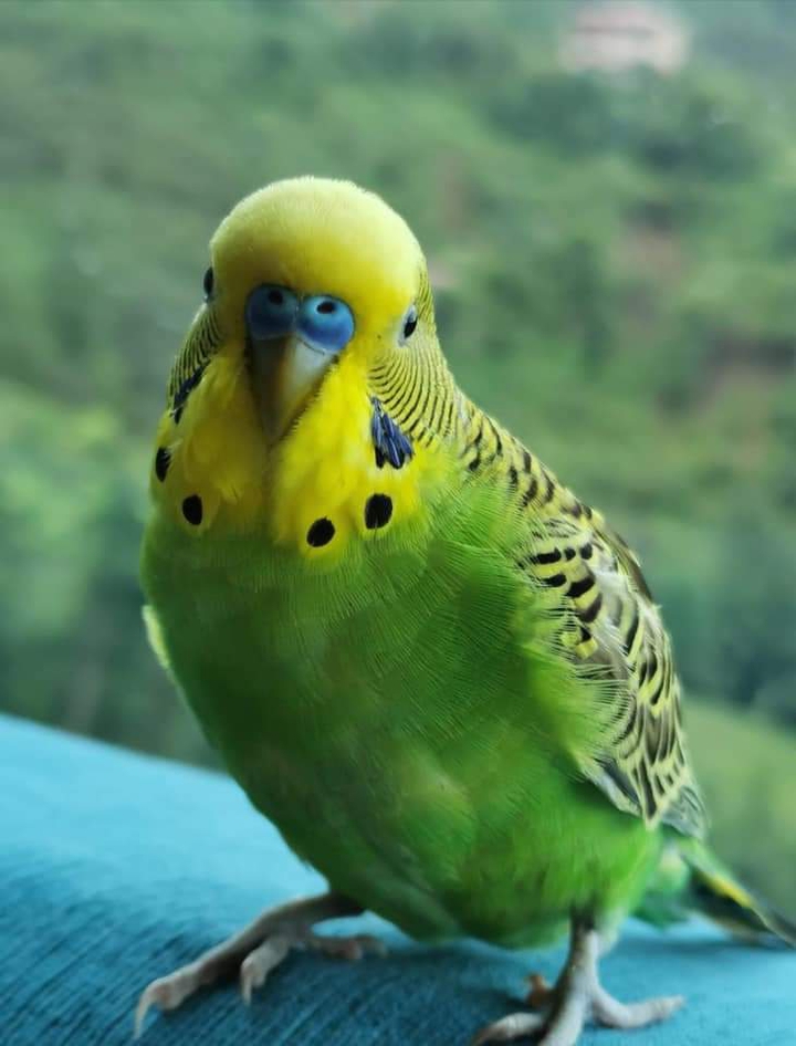 bird