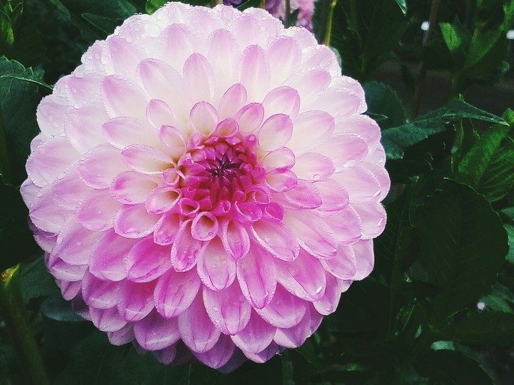 pink flower