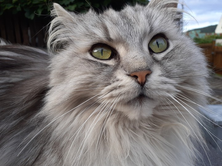 my cute cat
