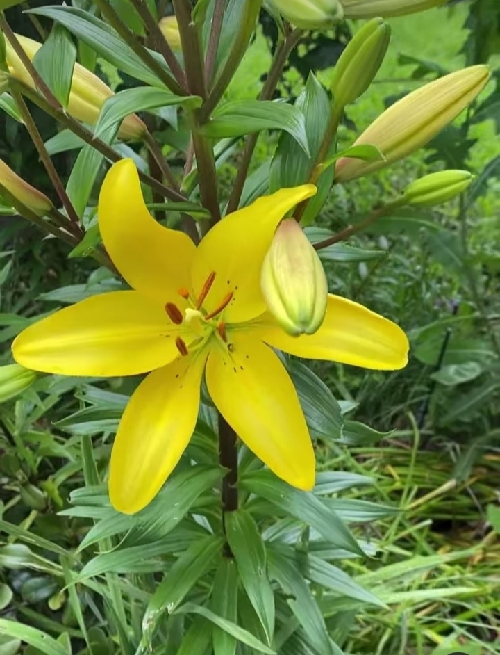 Y❤️ Beautiful yellow lily