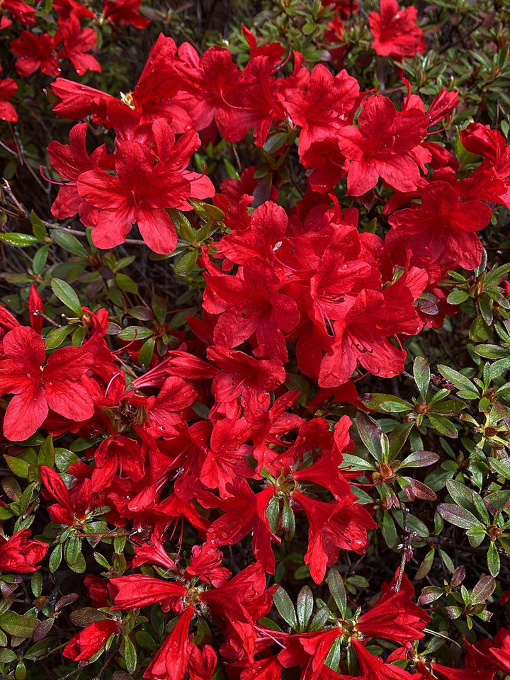 Red flowers