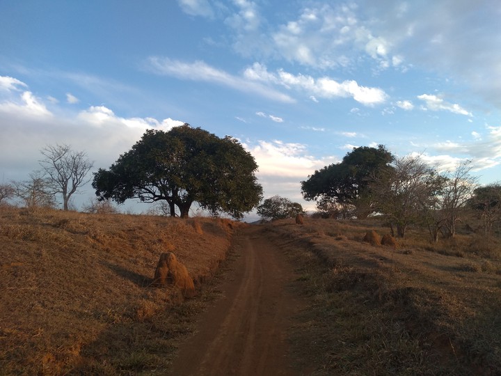 trees