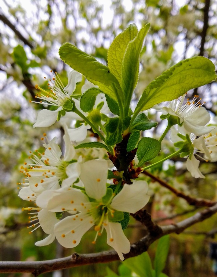 cherry blossom