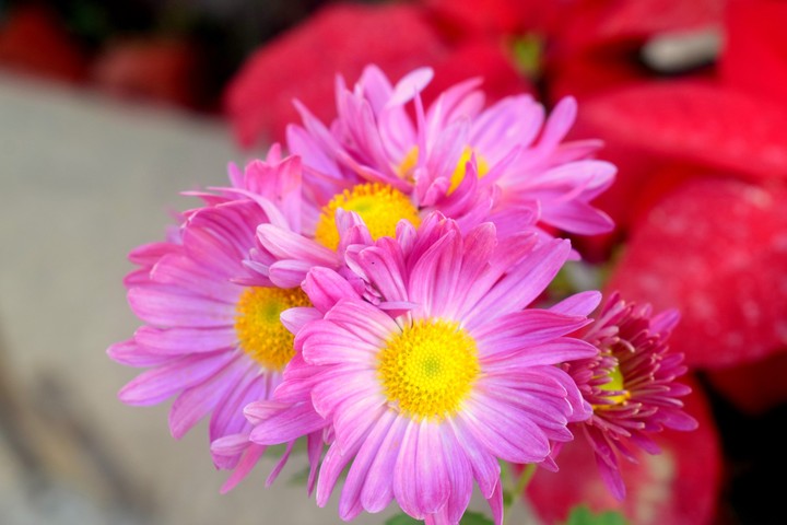 flower