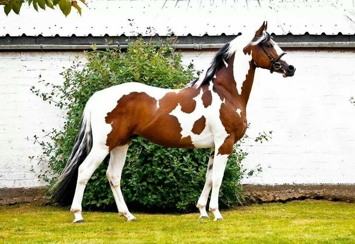 All the Pretty Horses