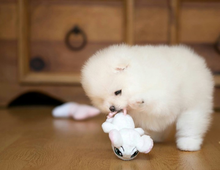 pomeranian